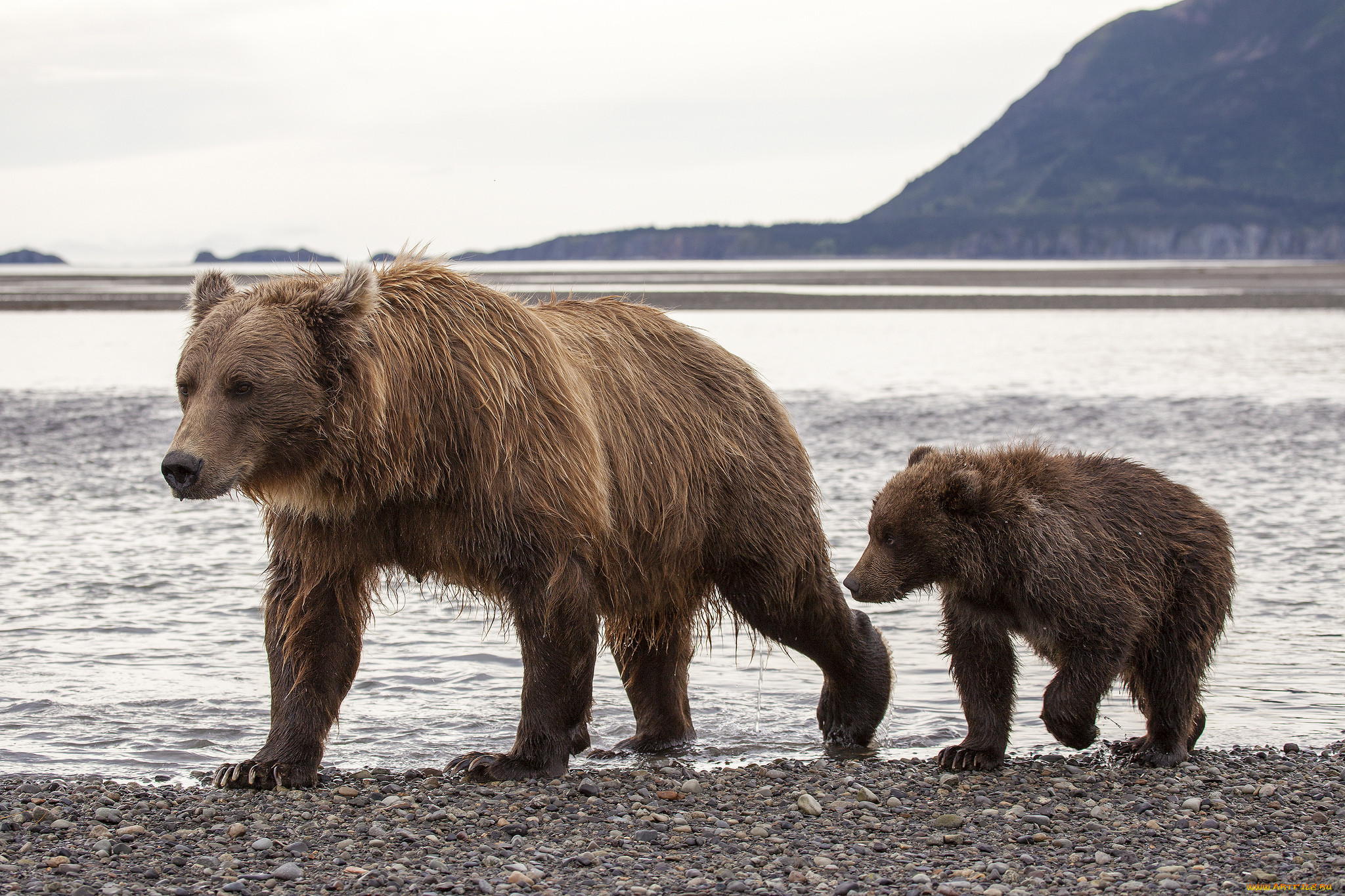 , , hallo, bay, bear, camp, katmai, national, park, alaska, , , , , , , 